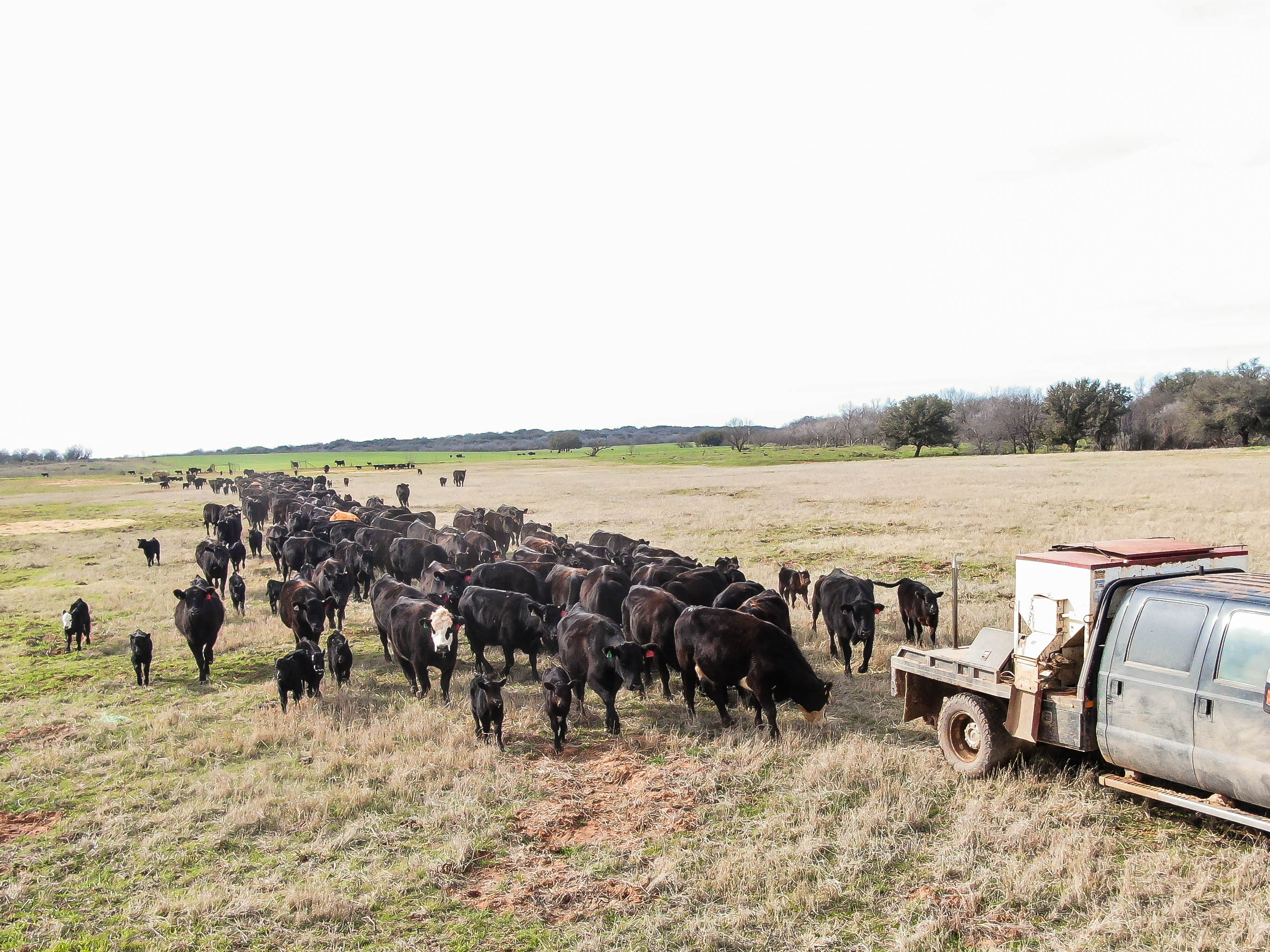 Trip Hopper DJI 0184.jpg